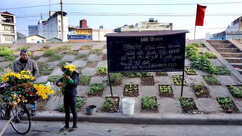 Người dân Bồ Đề biến đê thành...vườn rau sạch ảnh 6