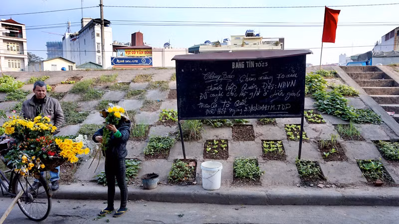 Người dân Bồ Đề biến đê thành...vườn rau sạch ảnh 6