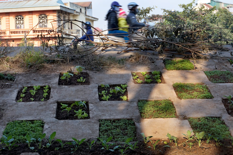 Người dân Bồ Đề biến đê thành...vườn rau sạch ảnh 5