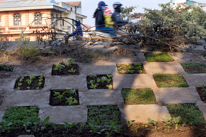 Người dân Bồ Đề biến đê thành...vườn rau sạch ảnh 5