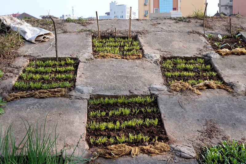 Người dân Bồ Đề biến đê thành...vườn rau sạch ảnh 10