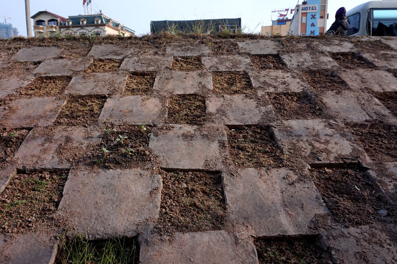 Người dân Bồ Đề biến đê thành...vườn rau sạch ảnh 3