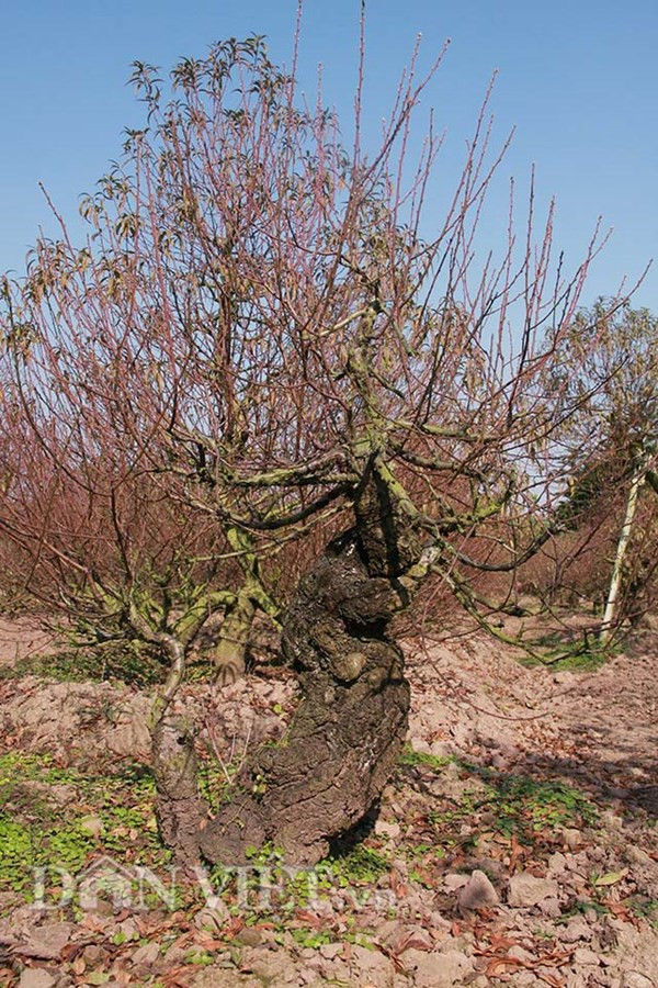 Đào thế cổ thụ: Không phải cứ nhiều tiền là thuê được ảnh 1