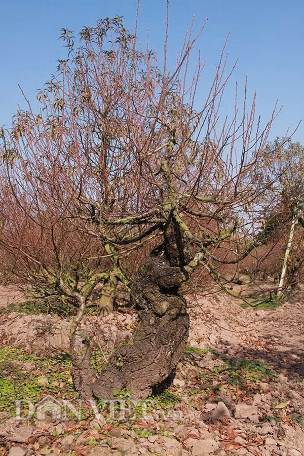 Đào thế cổ thụ: Không phải cứ nhiều tiền là thuê được ảnh 1