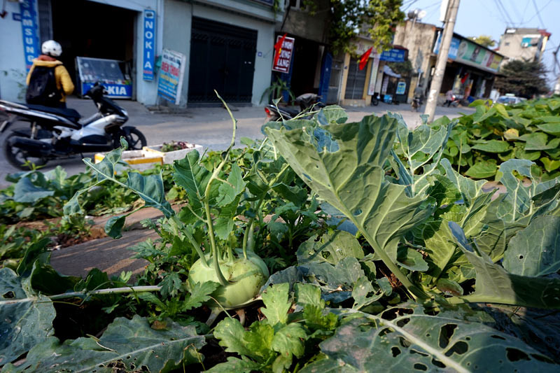 Người dân Bồ Đề biến đê thành...vườn rau sạch ảnh 11