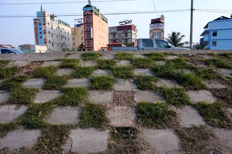 Người dân Bồ Đề biến đê thành...vườn rau sạch ảnh 2