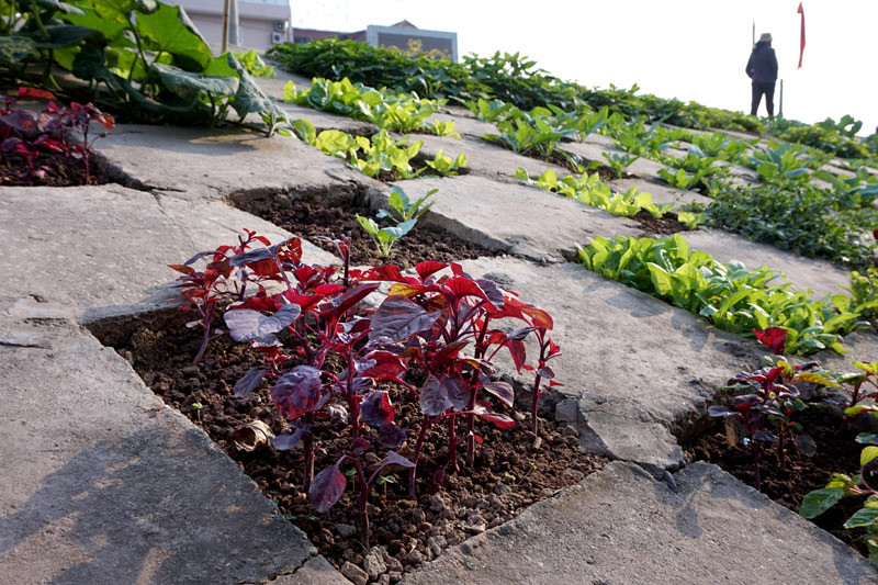 Người dân Bồ Đề biến đê thành...vườn rau sạch ảnh 9