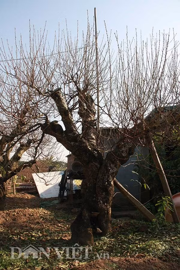 Đào thế cổ thụ: Không phải cứ nhiều tiền là thuê được ảnh 12