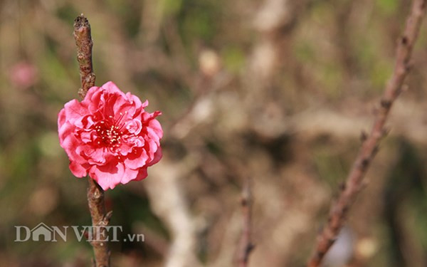 Đào thế cổ thụ: Không phải cứ nhiều tiền là thuê được ảnh 9