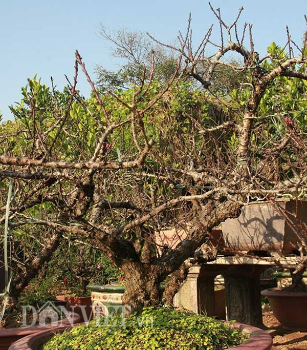 Đào thế cổ thụ: Không phải cứ nhiều tiền là thuê được ảnh 7