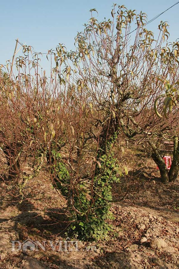 Đào thế cổ thụ: Không phải cứ nhiều tiền là thuê được ảnh 11