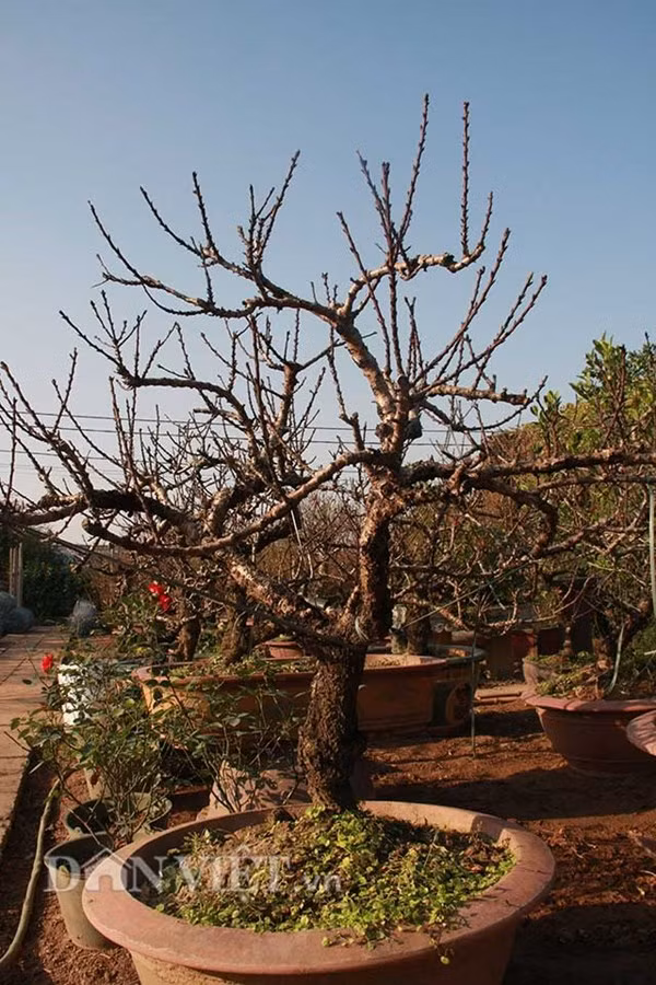 Đào thế cổ thụ: Không phải cứ nhiều tiền là thuê được ảnh 6