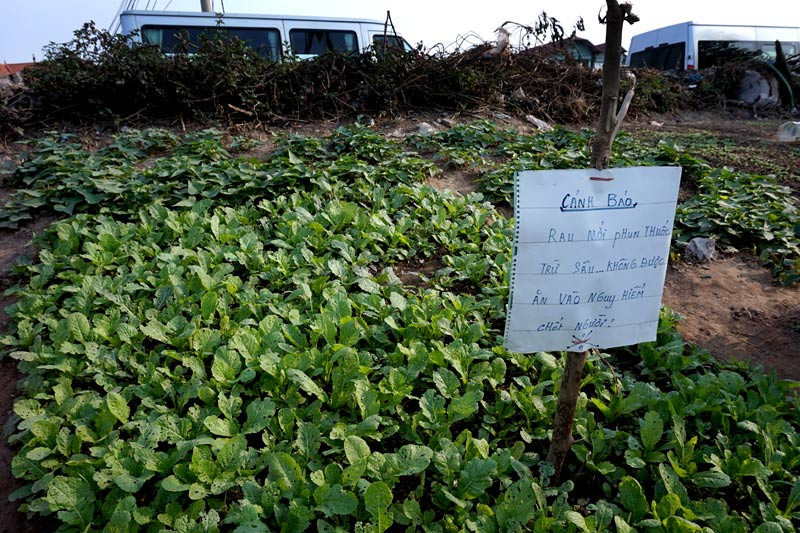 Người dân Bồ Đề biến đê thành...vườn rau sạch ảnh 12