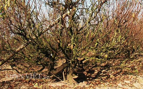 Đào thế cổ thụ: Không phải cứ nhiều tiền là thuê được ảnh 4