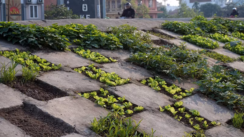 Người dân Bồ Đề biến đê thành...vườn rau sạch