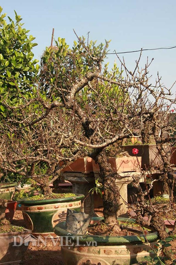 Đào thế cổ thụ: Không phải cứ nhiều tiền là thuê được ảnh 5