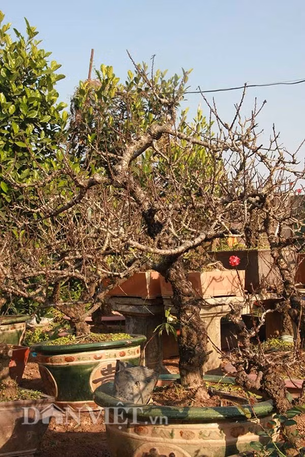 Đào thế cổ thụ: Không phải cứ nhiều tiền là thuê được ảnh 5