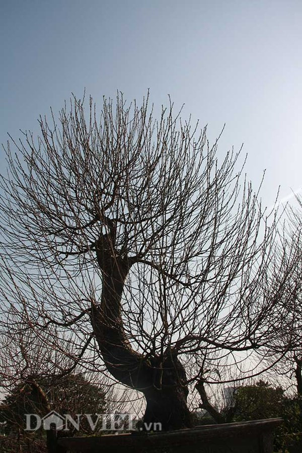 Đào thế cổ thụ: Không phải cứ nhiều tiền là thuê được ảnh 2