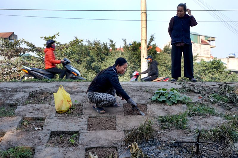 Người dân Bồ Đề biến đê thành...vườn rau sạch ảnh 4
