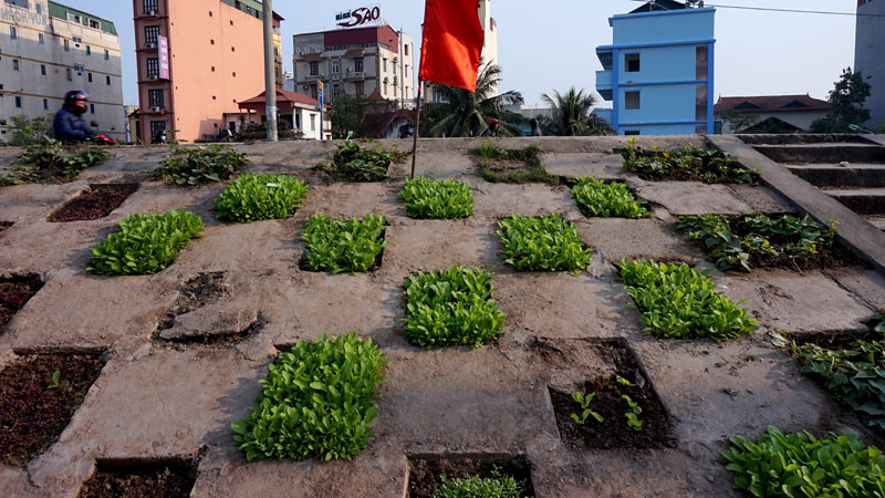 Người dân Bồ Đề biến đê thành...vườn rau sạch ảnh 8