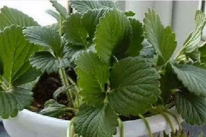 Kỹ thuật trồng cây dâu tây trong chậu cho cả nhà ăn trái quanh năm