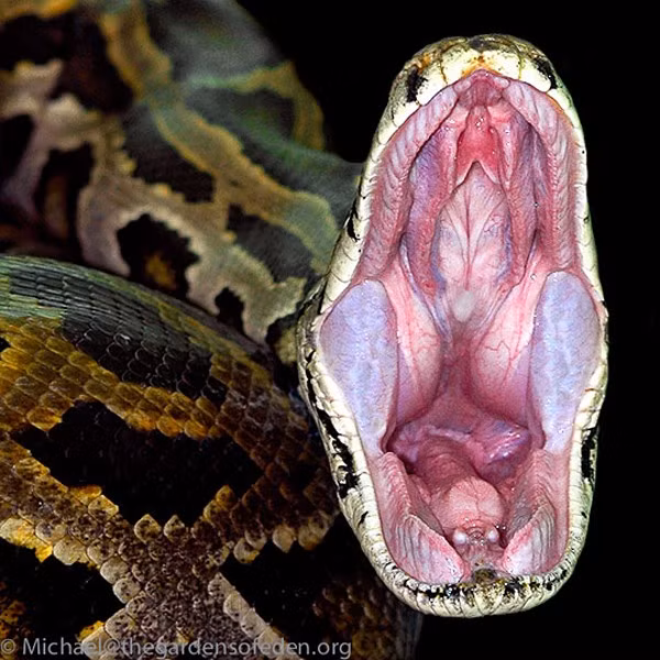 Những loài trăn sinh ra đã được quyết định thành quái vật khổng lồ ảnh 2