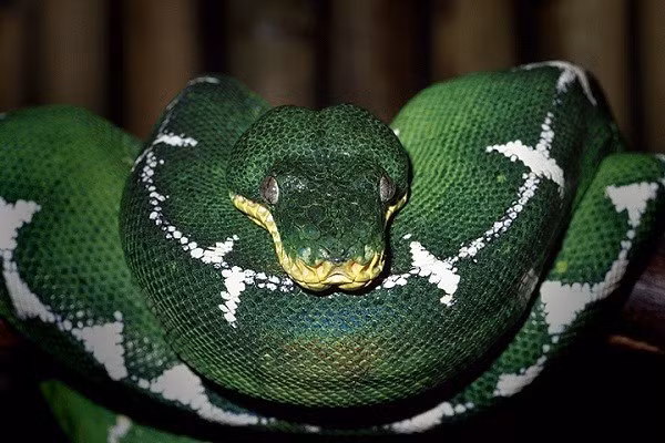 Những loài trăn sinh ra đã được quyết định thành quái vật khổng lồ ảnh 6