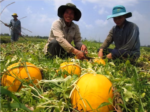 Theo chân nhà nông vào ruộng dưa hấu 