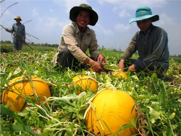 Theo chân nhà nông vào ruộng dưa hấu 