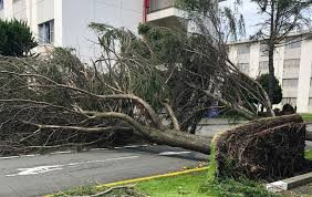 Nhiều cây cối bị bật gốc trước bão Faxai.