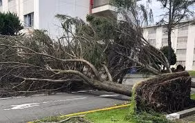 Nhiều cây cối bị bật gốc trước bão Faxai.