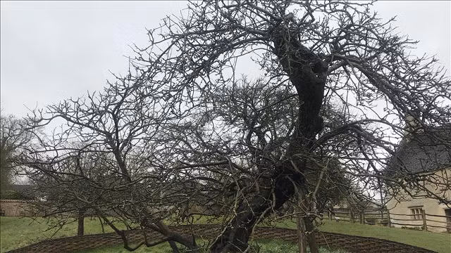 Cây táo của Newton đã tồn tại được khoảng 400 năm.