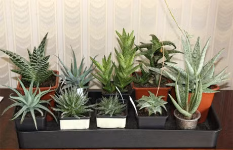 Top cay trong cung co tac dung lam sach khong khi nen trong trong nha - Anh 7