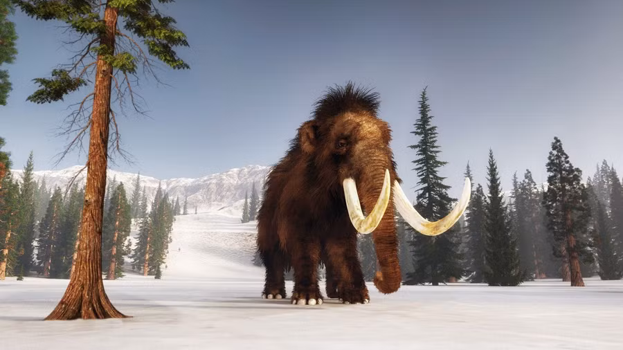 Voi ma mút lông xù đã tuyệt chủng hàng ngàn năm trước. Voi ma mút lông xù đã tuyệt chủng hàng ngàn năm trước.