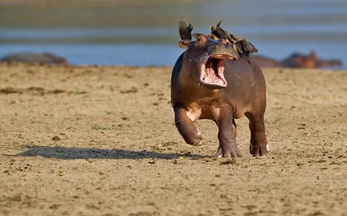 10 bức ảnh động vật hoang dã hài hước nhất năm 2015 - ảnh 4