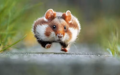 10 bức ảnh động vật hoang dã hài hước nhất năm 2015 - ảnh 1