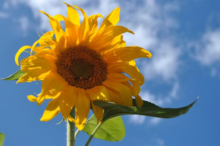 9 thực phẩm "thần dược" giúp mẹ bầu sinh thường dễ dàng mà không bị "rạch"