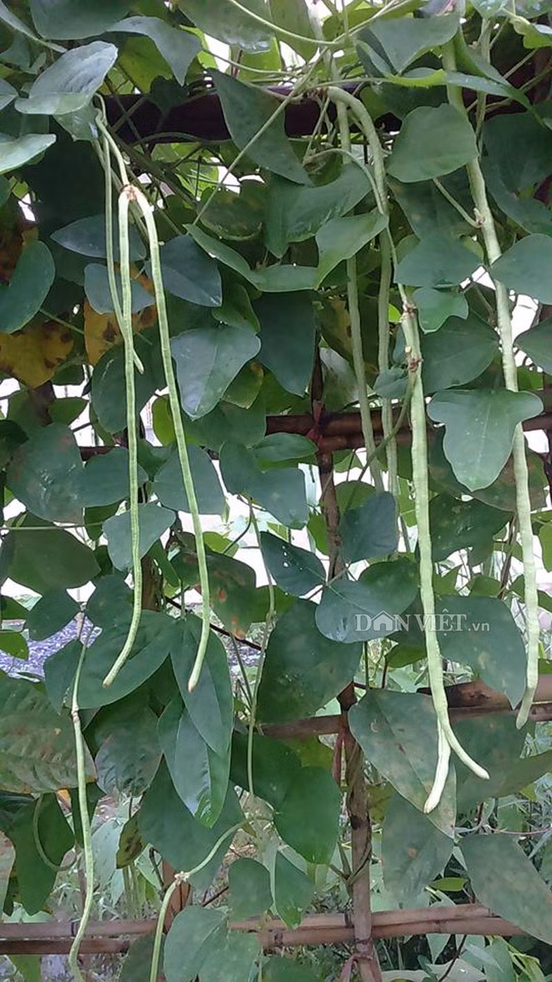 Món ăn ngon từ trái đậu đũa miền quê Tây Nam bộ