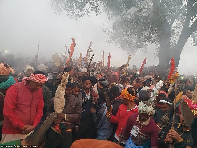 Gadhimai là lễ hội đã có từ nhiều thế kỷ