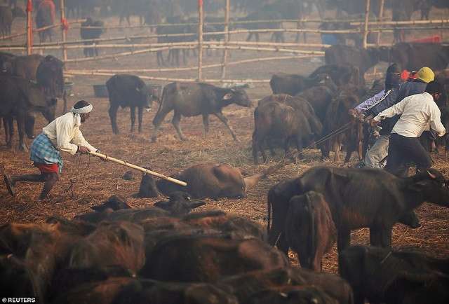 Hàng ngàn con trâu được tập hợp