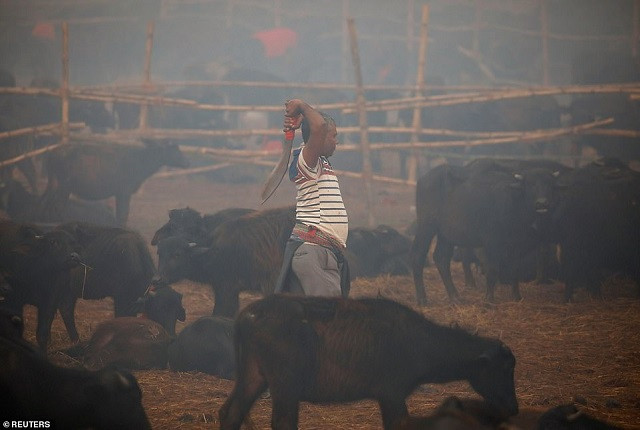 Gadhimai được xem là lễ hiến tế tàn bạo với động vật
