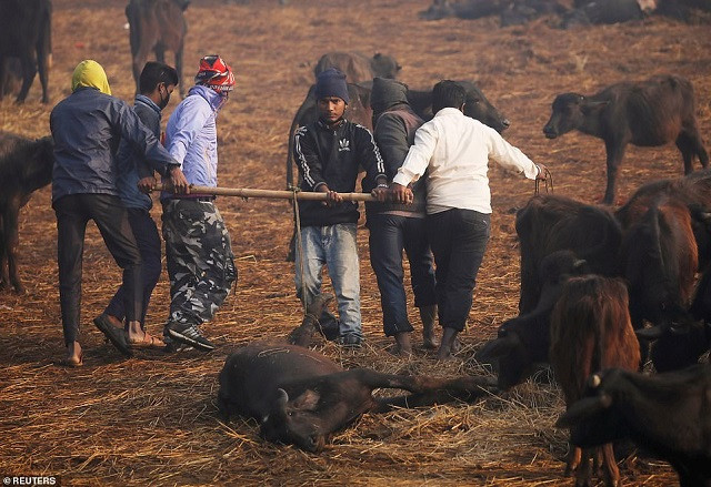 Lễ hội hiến tế Gadhimai đã bị nhiều người phản đối...