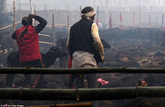 Số động vật bị giết trong lễ hội Gadhimai năm nay được cho là đã giảm so với các năm trước