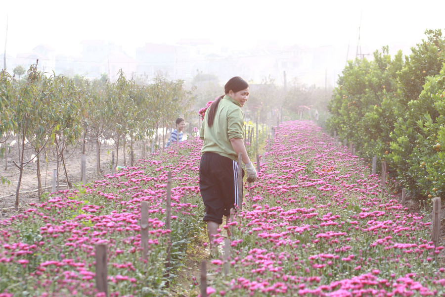 Một góc Làng hoa Quảng Bá. Ảnh: Hiếu Công. Một góc Làng hoa Quảng Bá. Ảnh: Hiếu Công.