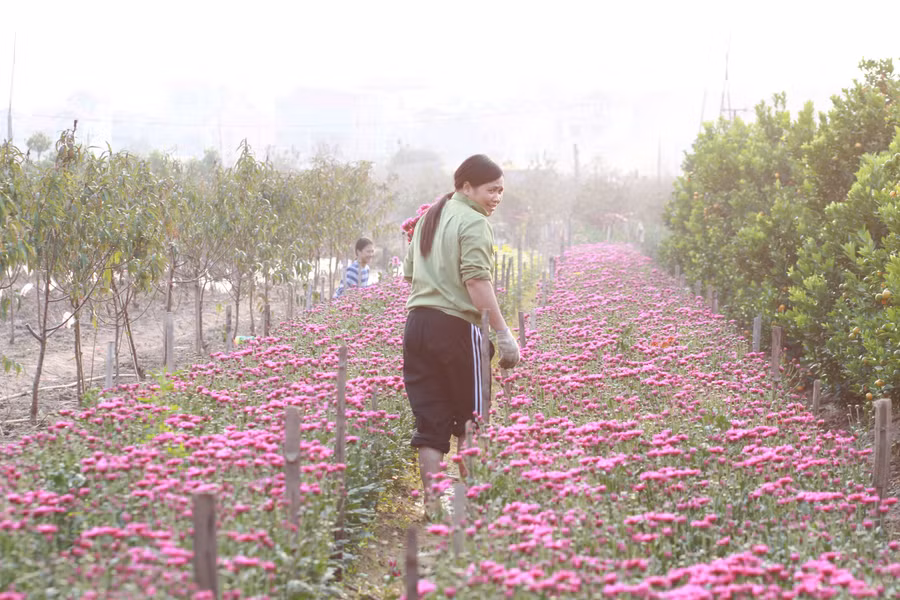 Một góc Làng hoa Quảng Bá. Ảnh: Hiếu Công.