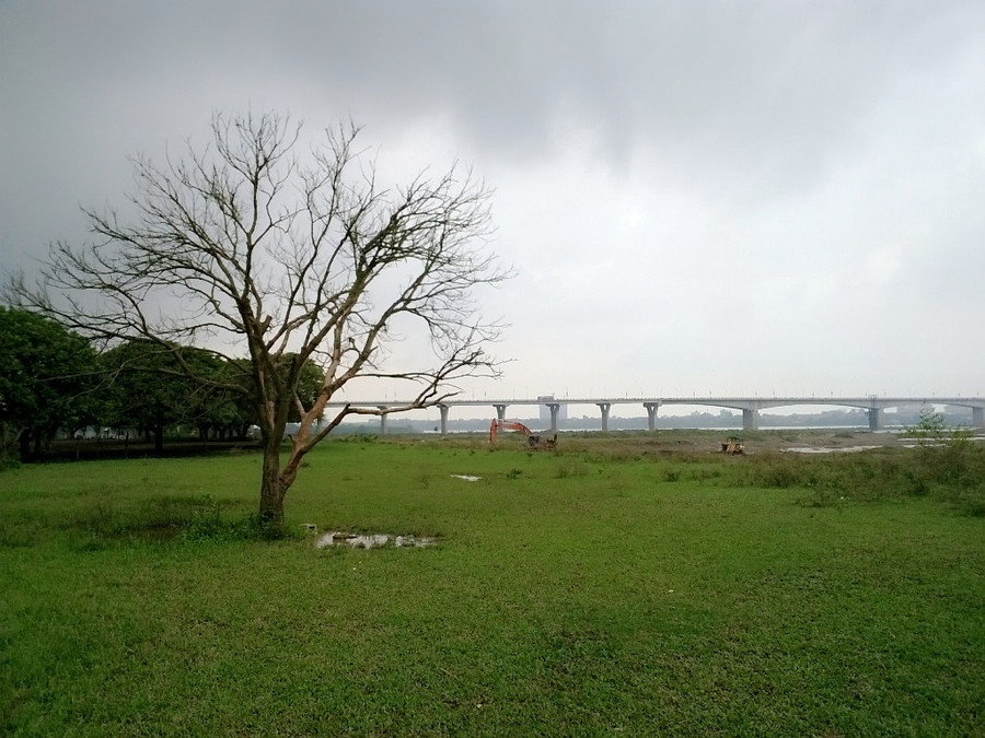 Vườn nhãn dưới chân cầu Vĩnh Tuy. Ảnh: Hiếu Công. Vườn nhãn dưới chân cầu Vĩnh Tuy. Ảnh: Hiếu Công.