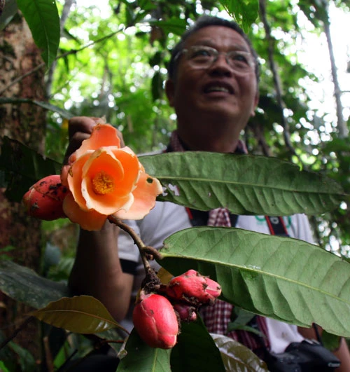 TS Long và hoa trà Camellia longii được phát hiện trong đợt đi thực địa năm 2011- Ảnh: Đ.Tuyên