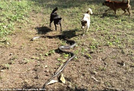 4 chu cho doat mang ho mang chua bao ve nu chu - Anh 1