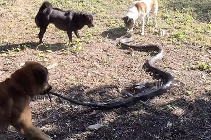 4 chú chó đoạt mạng hổ mang chúa bảo vệ nữ chủ