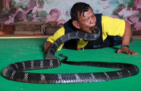 Làng rắn hổ mang ở Thái đối mặt với cuộc chiến để sinh tồn - Ảnh 1 Lang ran ho mang o Thai doi mat voi cuoc chien de sinh ton - Anh 1